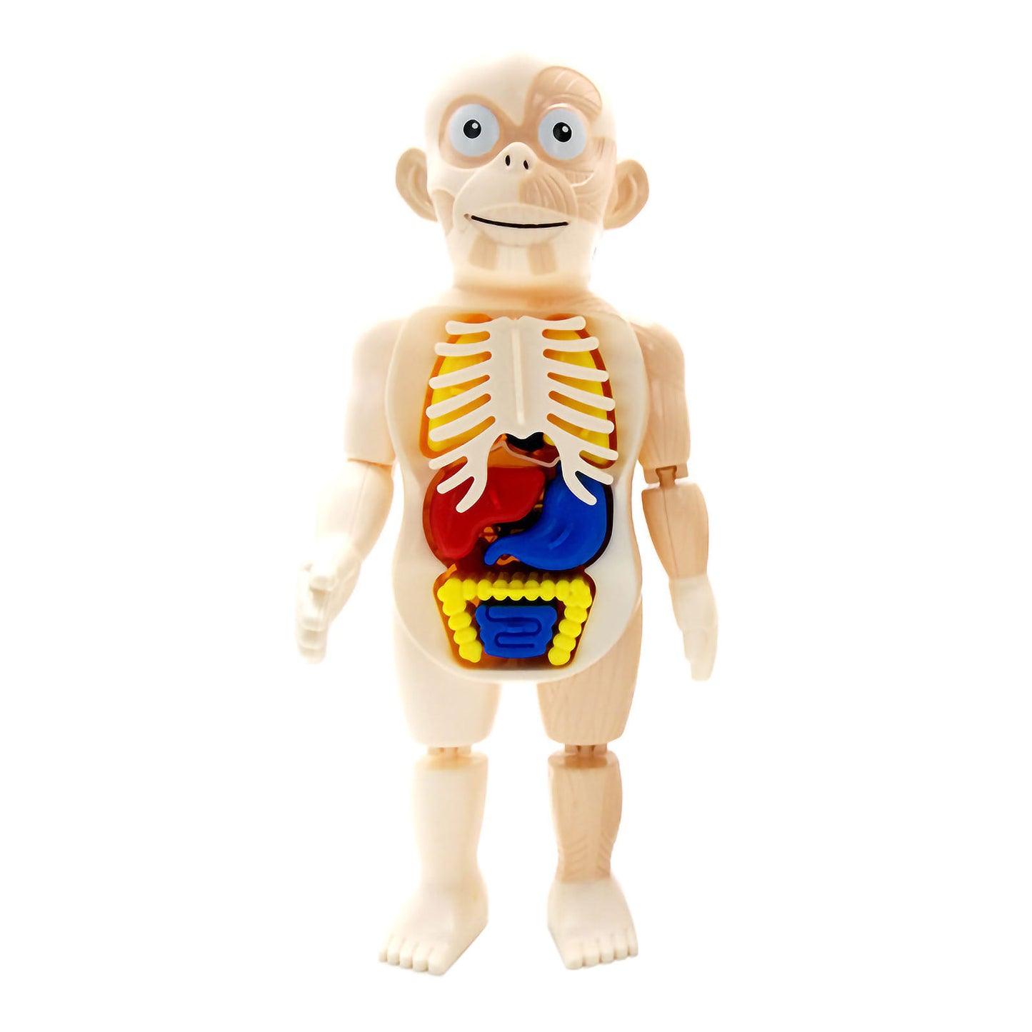 NOOLY Human Body Organ Assembled Toys QGWJ-01