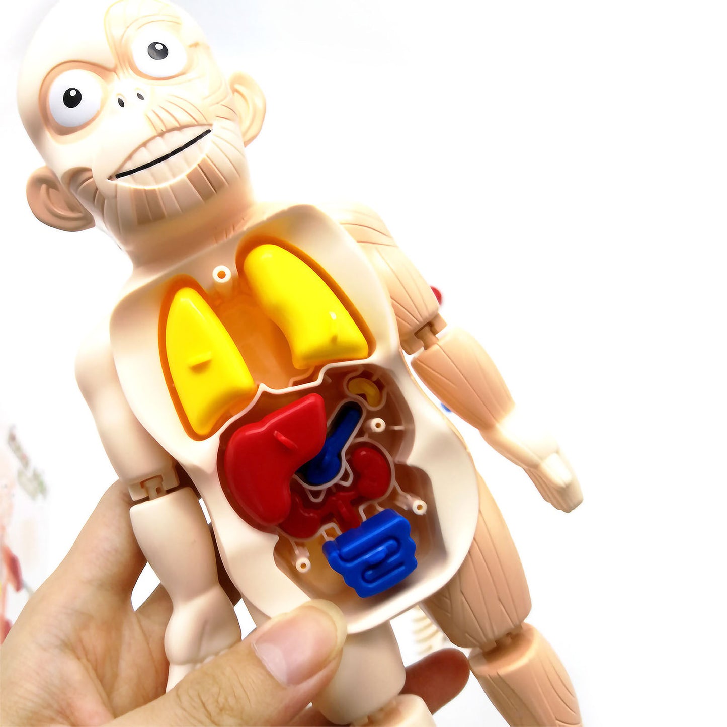 NOOLY Human Body Organ Assembled Toys QGWJ-01