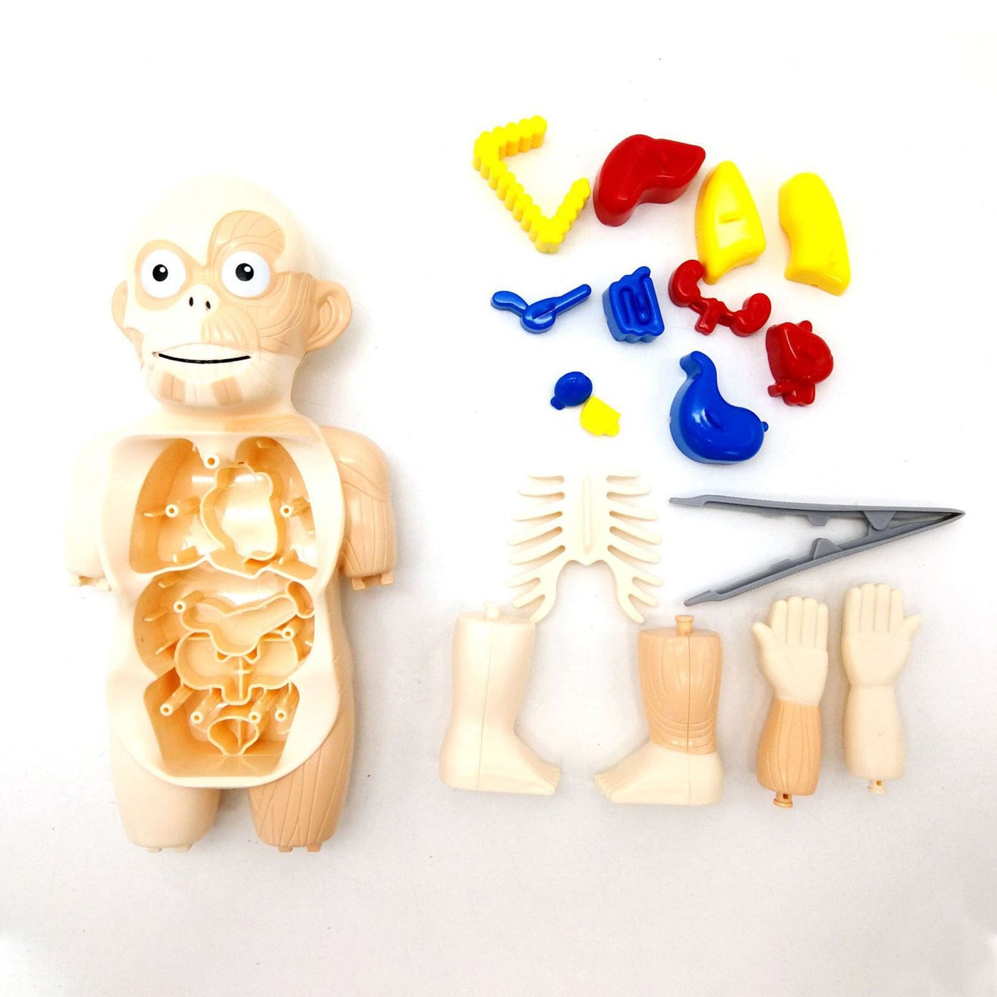 NOOLY Human Body Organ Assembled Toys QGWJ-01